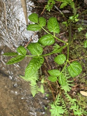 Angelica genuflexa