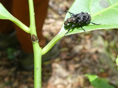 Goniocloeus