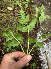 Angelica genuflexa