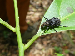 Goniocloeus