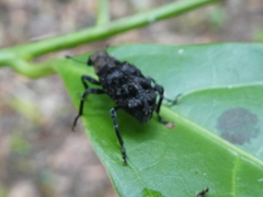 Goniocloeus