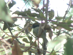 Pipilo maculatus × ocai