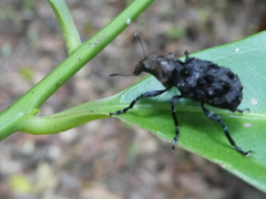 Goniocloeus