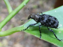Goniocloeus