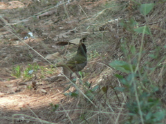 Pipilo maculatus × ocai