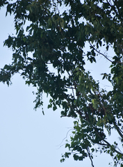 Eucalyptus platyphylla