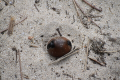 Mucuna sloanei