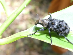 Goniocloeus