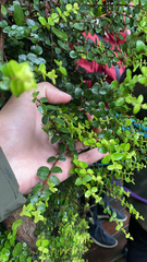 Metrosideros perforata