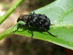 Goniocloeus