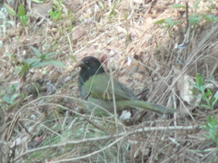 Pipilo maculatus × ocai