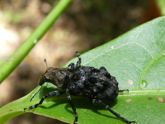 Goniocloeus