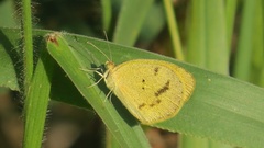 Eurema elathea flavescens