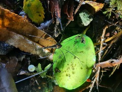 Forsteropsalis wattsi