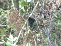 Pipilo maculatus × ocai