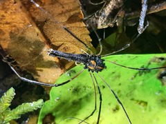 Forsteropsalis wattsi