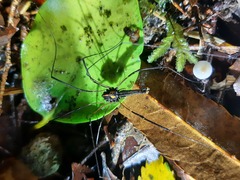 Forsteropsalis wattsi