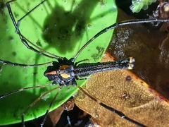 Forsteropsalis wattsi