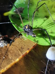 Forsteropsalis wattsi