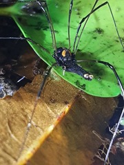 Forsteropsalis wattsi