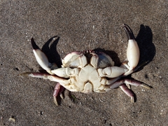 Danielethus crenulatus