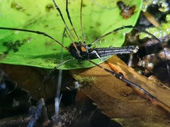 Forsteropsalis wattsi