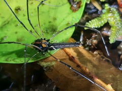 Forsteropsalis wattsi