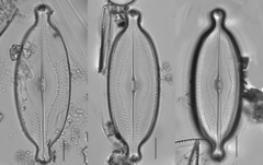 Caloneis amphisbaena