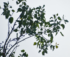 Eucalyptus platyphylla