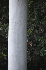 Eucalyptus platyphylla