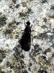 Oedoparena