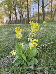 Primula veris