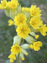 Primula veris