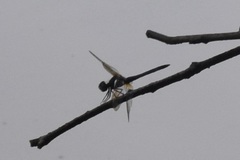 Pachydiplax longipennis