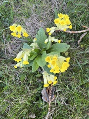 Primula veris