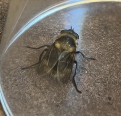 Criorhina nigripes