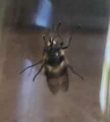 Criorhina nigripes