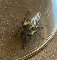 Criorhina nigripes
