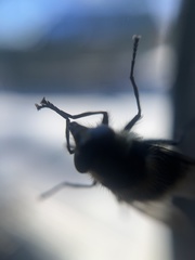 Criorhina nigripes
