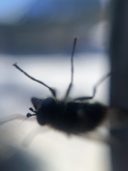 Criorhina nigripes