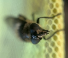 Criorhina nigripes