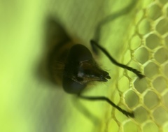 Criorhina nigripes