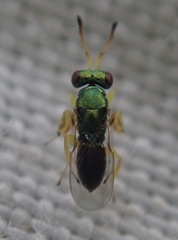 Mesopolobus tibialis