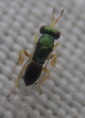 Mesopolobus tibialis