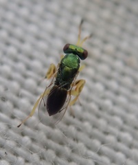 Mesopolobus tibialis