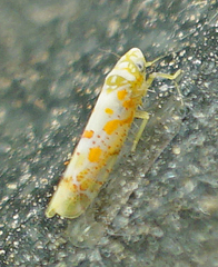Dikrella maculata