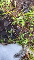 Chrysosplenium americanum