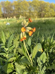Primula × polyantha