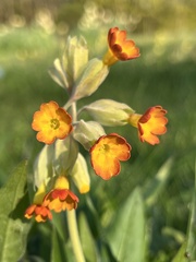 Primula × polyantha