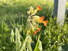 Primula × polyantha